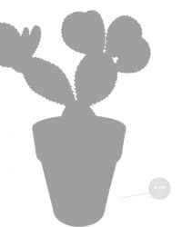 Opuntia 'Microdasys' - Cactus - Kamerplant - Grijze Pot - ⌀17 cm - 30-40 cm