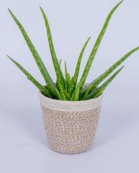 Aloe Vera - Kamerplant - ± 30cm hoog - In mandje