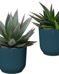 Hellogreen Kamerplant - Combinatie - Agave 'Shaka Zulu' en Haworthia West Jogoo - 20 cm - ELHO Vibes Fold Donkerblauw