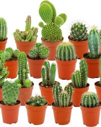 ZynesFlora - Mini Cactussen Mix - 18 Stuks - Ø 5,5 cm - ↕ Hoogte: 5-10 cm - Cactus - Kamerplant