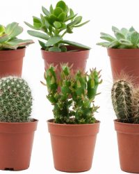 ZynesFlora - Mini Cactussen/Succulenten Mix - 6 Stuks - Ø 5,5 cm - ↕ Hoogte: 5-10 cm - Cactus - Vetplant - Succulent - Kamerplant - Cactus Cadeau - Succulent Cadeau - Black Friday - Ke