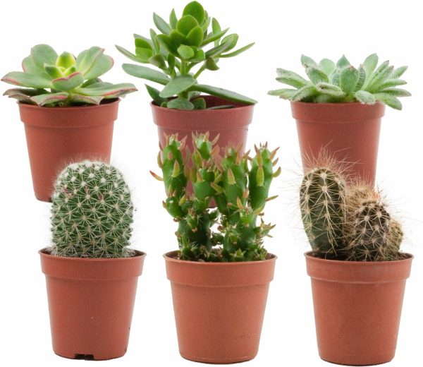 ZynesFlora - Mini Cactussen/Succulenten Mix - 6 Stuks - Ø 5,5 cm - ↕ Hoogte: 5-10 cm - Cactus - Vetplant - Succulent - Kamerplant - Cactus Cadeau - Succulent Cadeau - Black Friday - Ke