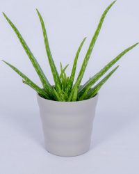 Aloe Vera - Kamerplant - ± 30cm hoog - In grijze pot