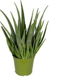 Aloe Vera ↨ 60cm - planten - binnenplanten - buitenplanten - tuinplanten - potplanten - hangplanten - plantenbak - bomen - plantenspuit