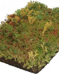 23 stuks | COVERGREEN® Sedum bodembedekker plantenmat (38 x 57 cm) | Standplaats: Halfschaduw/Volle zon | Latijnse naam: Sedum