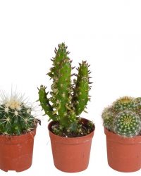 Cactus mix | 5 stuks | Ø 5,5 cm | ↕ 8-13 cm