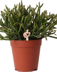 Groene plant - Rhipsalis Burchellii- potmaat Ø9cm