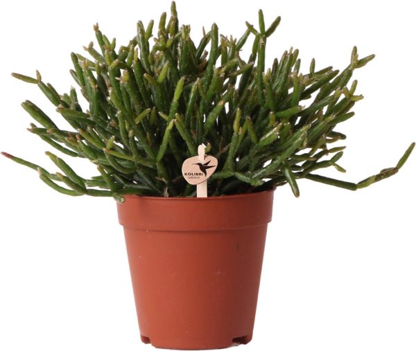 Groene plant - Rhipsalis Burchellii- potmaat Ø9cm