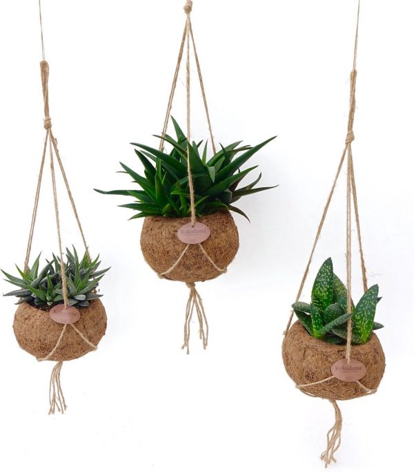Kokodama Aloë Mix ↨ 25cm - 3 stuks - planten - binnenplanten - buitenplanten - tuinplanten - potplanten - hangplanten - plantenbak - bomen - plantenspuit