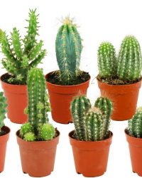 ZynesFlora - Mini Cactussen Mix - 9 Stuks - Kamerplant