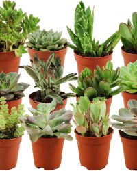 ZynesFlora - Mini Cactussen/Vetplanten Mix - 12 Stuks - Kamerplant