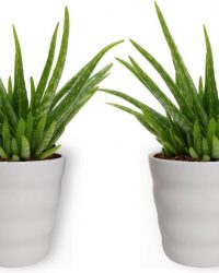 2x Aloe Vera Kamerplant - ± 30cm hoog - In wit bloempot