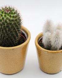 Ikhebeencactus | Cactus en vetplanten mix | Sevilla curry sierpot | 2 stuks | ↕ 18-22 cm