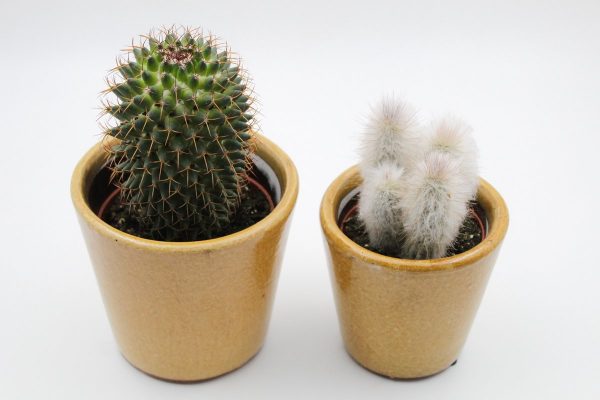 Ikhebeencactus | Cactus en vetplanten mix | Sevilla curry sierpot | 2 stuks | ↕ 18-22 cm