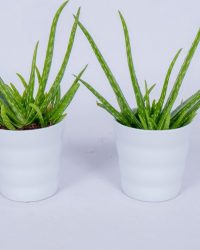 Kamerplant Aloe Vera - 2x Aloe Vera in witte pot - ↕ ± 30cm - Ø 12cm