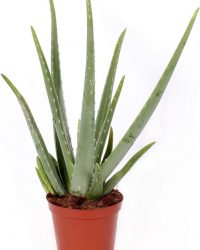 Mama's Planten - Aloë Vera - Vetplant - Geeft Sfeer In Huis - ↨ 55cm - ⌀ 17cm