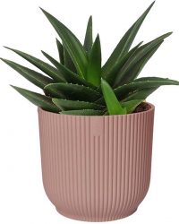 Mama's Planten - Haworthia West Jogoo In ELHO ® Vibes Fold Rond (delicaat Roze) - Vers Van De Kweker - ↨ 20cm - ⌀ 16cm