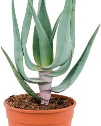 Plantenwinkel Aloe Comosa 50 cm kamerplant