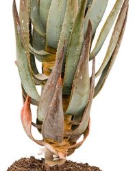 Plantenwinkel Aloe Dichotoma 40 cm kamerplant