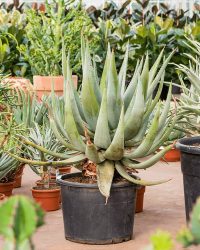 Plantenwinkel Aloe Ferox Hybrid 90 cm kamerplant