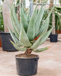 Plantenwinkel Aloe Marlothii S 120 cm kamerplant