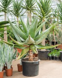 Plantenwinkel Aloe Marlothii XS 90 cm kamerplant