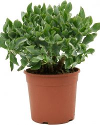 Plantenwinkel Crassula Argentea S 35 cm kamerplant