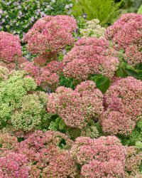 12x Vetkruid 'Sedum herbstfreude (autumn joy)' - BULBi® bloembollen en planten met bloeigarantie