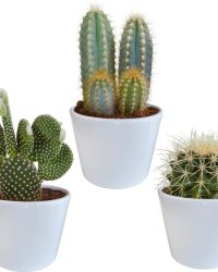 Cactus mix in witte pot | 3 stuks | Ø 12 cm | ↕ 17-23 cm