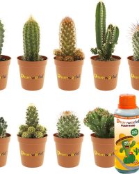 Desertworld Mini Cactussen Mix - 10 stuks - Ø 6 cm - Hoogte 8-15 cm + Flesje 250ml Speciale Kwekers Cactus Voeding