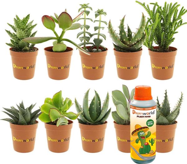 Desertworld Mini Vetplanten / Succulenten Mix - 10 stuks - Ø 6 cm - Hoogte 8-15 cm + Flesje 250ml Speciale Kwekers Cactus Voeding
