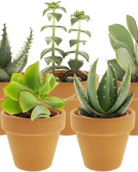 Desertworld Mini Vetplantjes Mix in terracotta potjes - Succulenten mix - 5 stuks - Ø 6 cm - Hoogte 8-15 cm