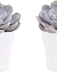 Duo Echeveria Asante Sana in Anna- keramiek wit ↨ 15cm - 2 stuks - planten - binnenplanten - buitenplanten - tuinplanten - potplanten - hangplanten - plantenbak - bomen - plantenspuit