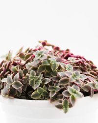 Ikhebeencactus | Crassula Marginalis | Hangplant | Prachtige kleuren | 15cm pot | 20cm hoog