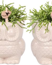 Kolibri Company - Planten set Owl sierpot nudekleurig | Set met groene planten Rhipsalis Ø9cm | incl. nudekleurige keramieken sierpotten