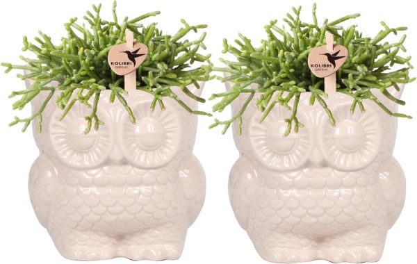 Kolibri Company - Planten set Owl sierpot nudekleurig | Set met groene planten Rhipsalis Ø9cm | incl. nudekleurige keramieken sierpotten