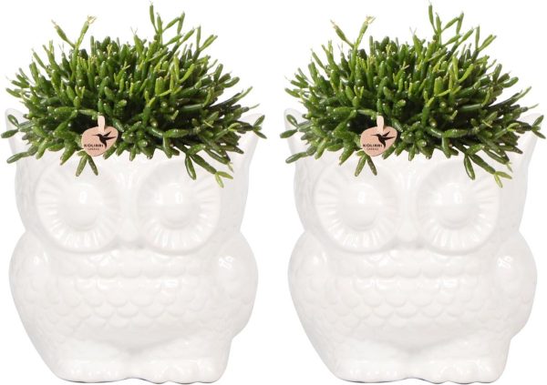 Kolibri Company - Planten set Owl sierpot wit | Set met groene planten Rhipsalis Ø9cm | incl. witte keramieken sierpotten