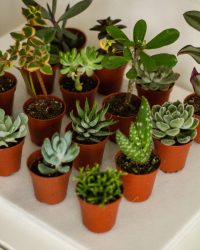 Mix van mini cactus & vetplanten | 12 stuks | Ø 5,5 cm | Kamerplant