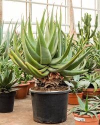 Plantenwinkel Aloe Ferox 110 cm kamerplant