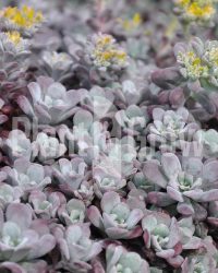6 * Vetkruid / Sedum spathulifolium 'Purpureum'