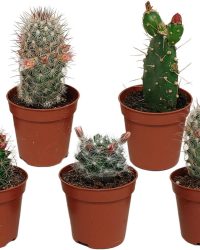 Bloeiende cactus mix | 5 stuks | Ø 5,5 cm | ↕ 8-13 cm