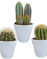 Cactus mix in witte pot | 3 stuks | Ø 9,5 cm | ↕ 13-18 cm