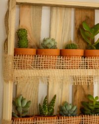Mix cactus & vetplantjes op mini-pallet | 8 stuks | Kamerplant | 22x30