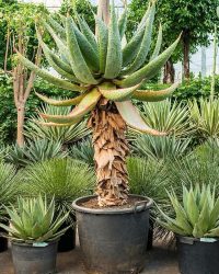Plantenwinkel Aloe Marlothii M 180 cm kamerplant