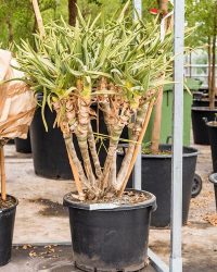 Plantenwinkel Aloe Ramosissima 100 cm kamerplant