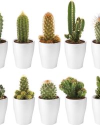 Ecoworld Mini Cactussen - 10 stuks - Ø 6 cm - Hoogte 8-15 cm