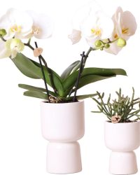 Kolibri Company - Planten set Trophy pot wit | Set met witte Phalaenopsis orchidee Greenland Ø9cm en groene plant Rhipsalis Burchellii Ø6cm | incl. witte keramieken sierpotten