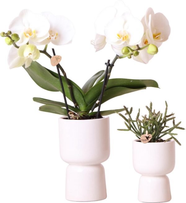 Kolibri Company - Planten set Trophy pot wit | Set met witte Phalaenopsis orchidee Greenland Ø9cm en groene plant Rhipsalis Burchellii Ø6cm | incl. witte keramieken sierpotten