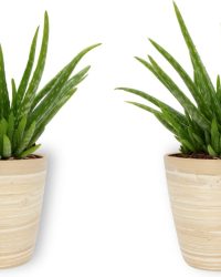 2x Kamerplant Aloe Vera - Succulent - ± 25cm hoog - 12 cm diameter - in bamboe pot
