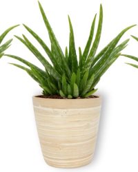 3x Kamerplant Aloe Vera - Succulent - ± 25cm hoog - 12 cm diameter - in bamboe pot
